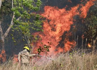 STF determina desapropriação de terras devastadas por incêndios criminosos e desmatamento ilegal