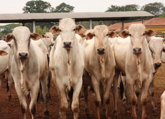 Deputado Edvaldo Magalhães defende suspensão imediata da portaria que alterou “pauta do bezerro” no Acre