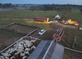 Criminosos invadem frigorífico em Brasiléia e roubam gado apreendido na Operação Suçuarana