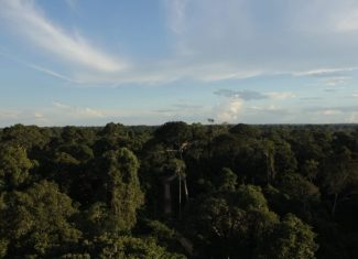 Justiça dá 90 dias para governo do Acre proteger e recuperar Floresta do Antimary, sob pena de multa