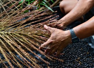 Estudo inédito da ABDI mapeia 11 mil empreendimentos ligados à sociobiodiversidade na Amazônia