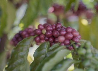 Cooperativismo agroextrativista impulsiona desenvolvimento sustentável na Reserva Chico Mendes