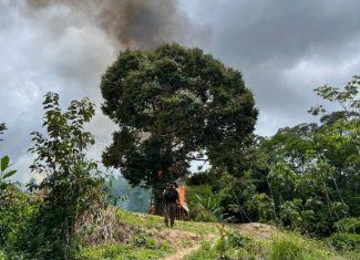 Ibama expulsa invasores e destrói acampamentos ilegais em território indígena no interior do Acre