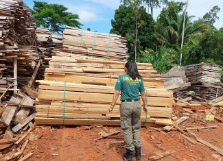 Ibama aplica R$ 13,3 milhões em multas e apreende mais de 400 m³ de madeira ilegal durante operação no Acre
