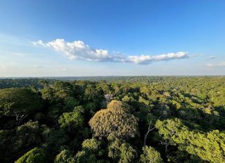 Amazônia registra queda de 31% no desmatamento em áreas protegidas e atinge menor nível desde 2008