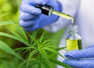 Anvisa libera cultivo e amplia acesso ao uso de cannabis medicinal no Brasil; veja o que mudou