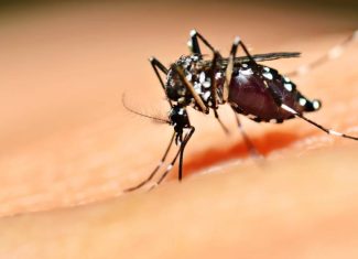 Ministério da Saúde atualiza manual que orienta atuação da enfermagem no atendimento clínico da dengue