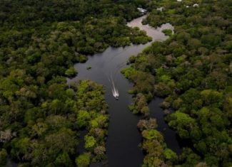 Áreas sob alerta de desmatamento caem 35,4% na Amazônia entre agosto de 2025 e janeiro de 2026