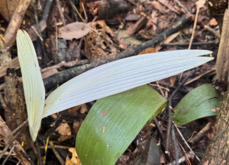 Fenômeno raro: descoberta de palmeiras albinas no Acre indica alto nível de preservação ambiental