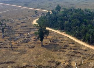 Réus são condenados por desmatamento e invasão de terra pública no Acre e terão de pagar R$ 1 milhão