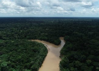 STF declara inconstitucional lei que autorizava privatização de áreas em florestas públicas do Acre