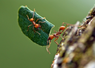 Formigas indicam caminhos para a recuperação da Amazônia, aponta estudo da Ufac