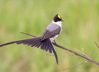 Estudo da Ufac revela importância do Acre nas rotas migratórias de aves e destaca papel da ciência cidadã