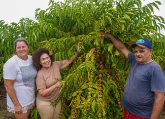 Programa da ABDI eleva renda de cafeicultores em 80% e impulsiona inclusão social no Vale do Juruá