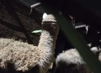 Carga com cerca de 40 lhamas e alpacas transportadas ilegalmente é apreendida pela Polícia Federal no Acre