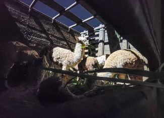 Dono de lhamas apreendidas no Acre diz que animais já haviam sido liberadas pela Justiça após retenção em 2025