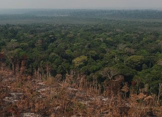 Amazônia registra menor nível de alertas de desmatamento para o 1º semestre em uma década, aponta Inpe