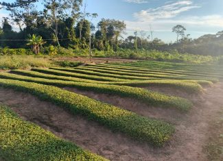 Nova fábrica de beneficiamento de jambu deve impulsionar renda de agricultores familiares em Xapuri